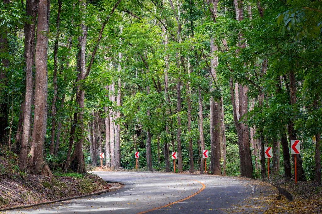 A scenic road of Bilar man-made forest, Bohol Island, Philippines