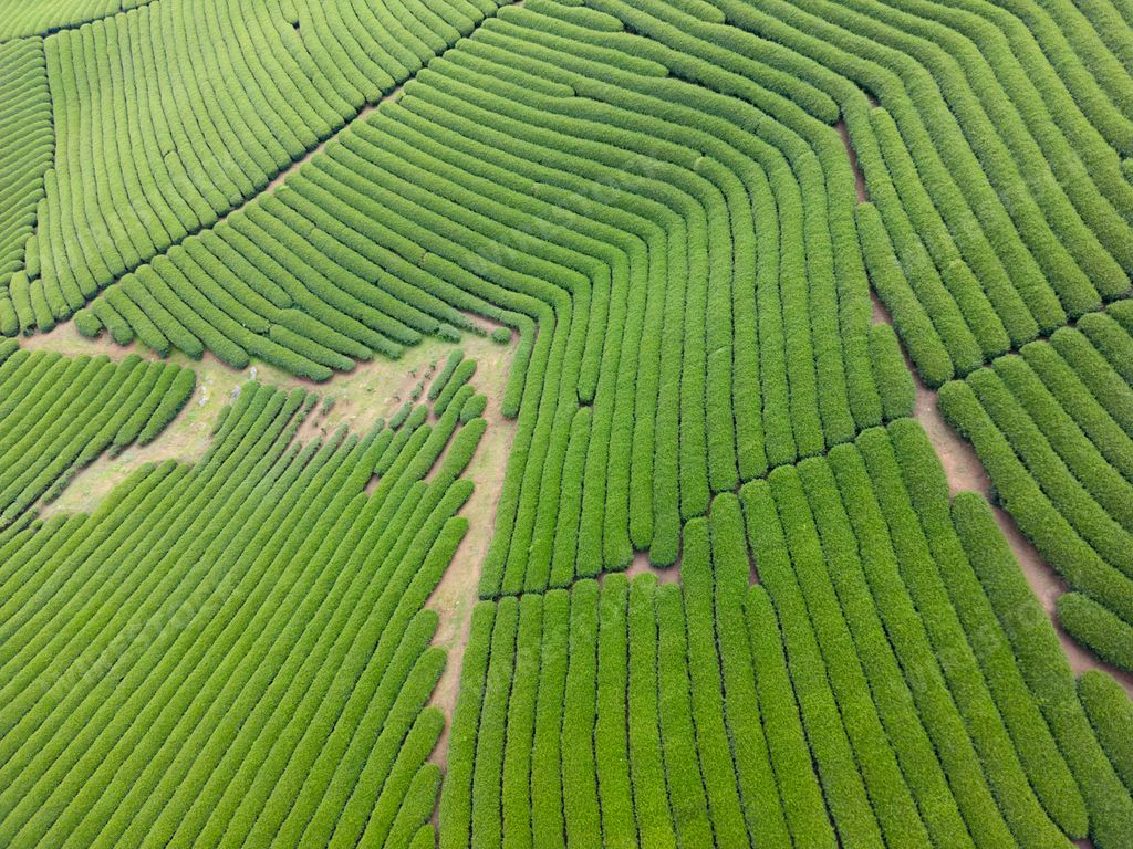An aerial view of a tea plantation in Vietnam's Moc Chau region.