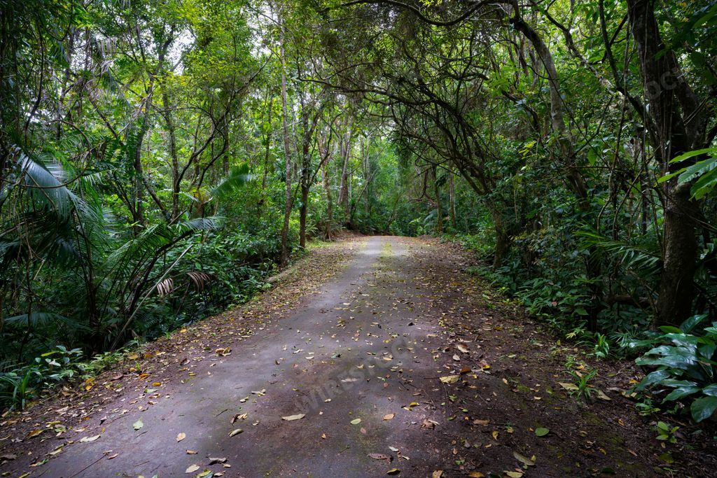 A scenic view of Mt Bandilaan National Park, Siquijor, Philippines
