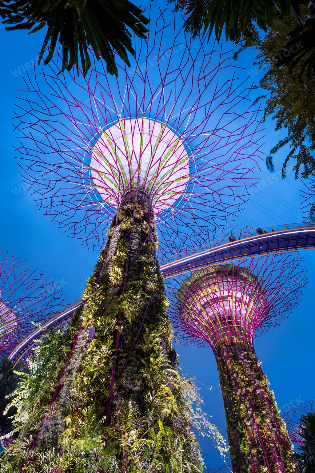 A vertical low angle shot of the towers of Gardens by the Bay illuminated at night, Singapore