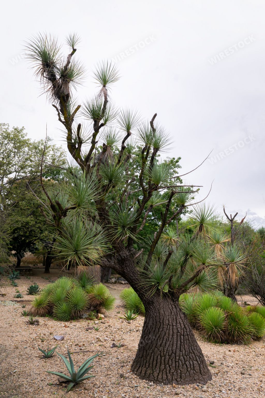 A vertical of beaucarnea gracilis tree in the Ethnobotanical Garden of Oaxaca, Mexico.
