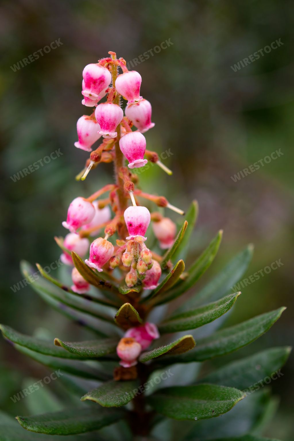 A vertical of pink comarostaphylis flowers in the Ethnobotanical Garden of Oaxaca, Mexico.