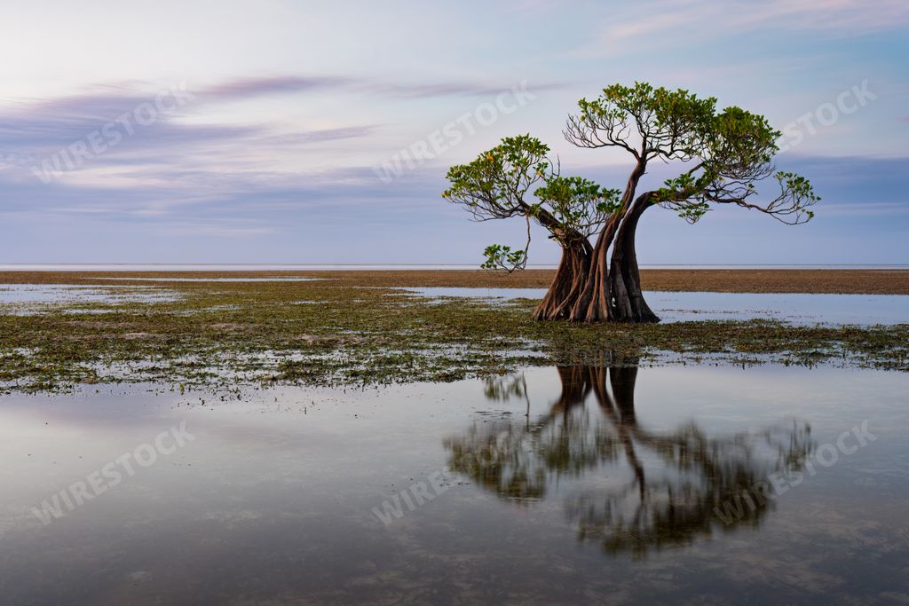 Vibrant mangrove trees swaying gracefully on Sumba Island, Indonesia