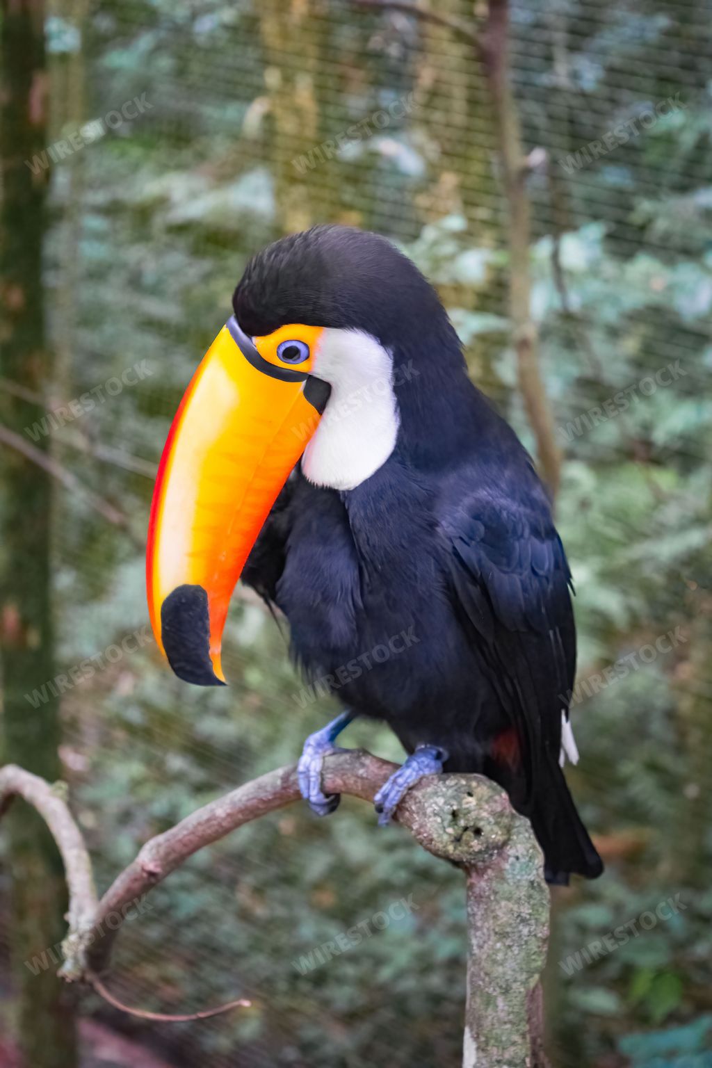 A toco toucan (Ramphastos toco) in a park in Brazil