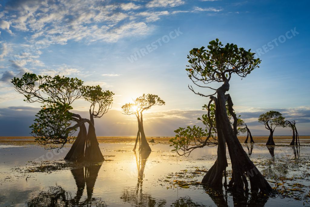 The Dancing Mangrove Trees of Sumba Island in Indonesia.