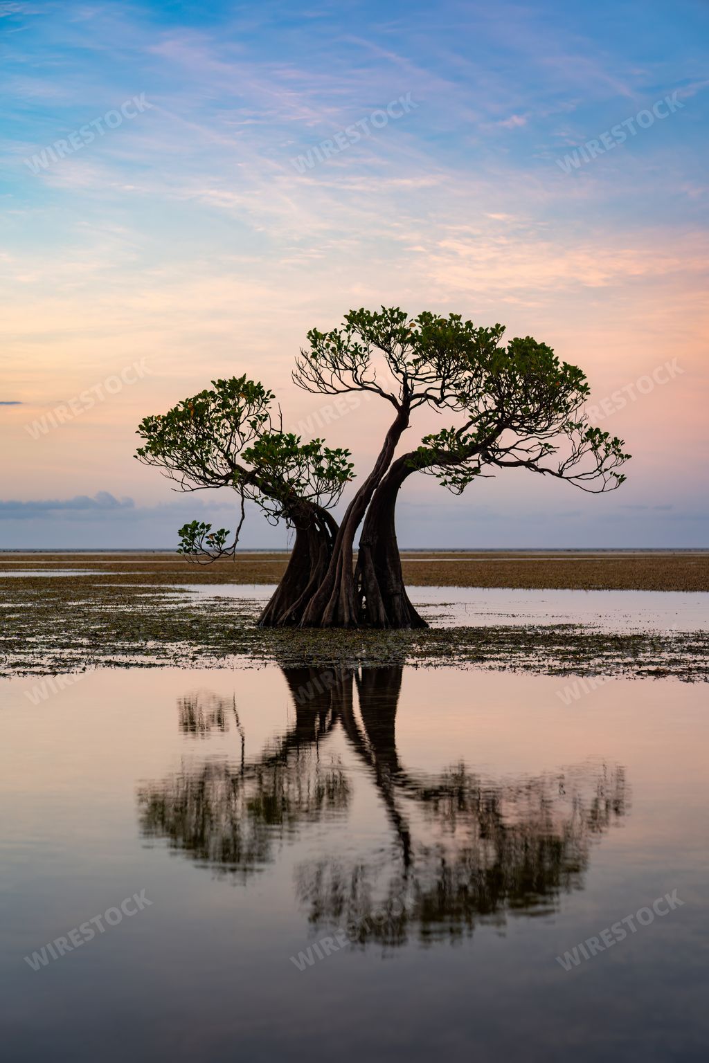 Vibrant mangrove trees swaying gracefully on Sumba Island, Indonesia