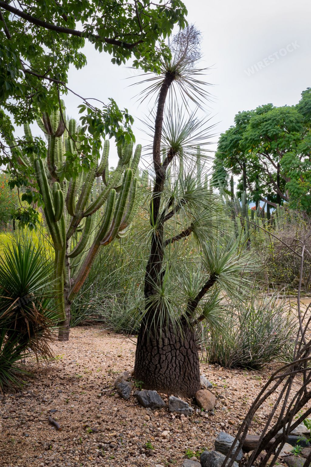 A vertical of beaucarnea gracilis tree and a cactus in the Ethnobotanical Garden of Oaxaca, Mexico.