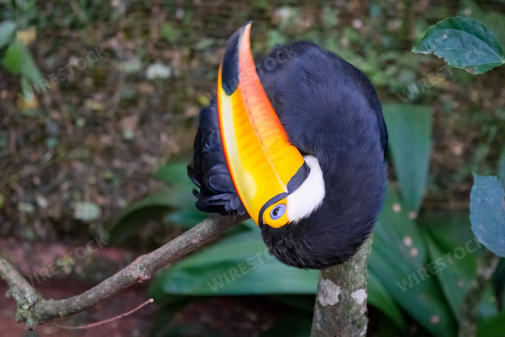 A toco toucan (Ramphastos toco) in a park in Brazil