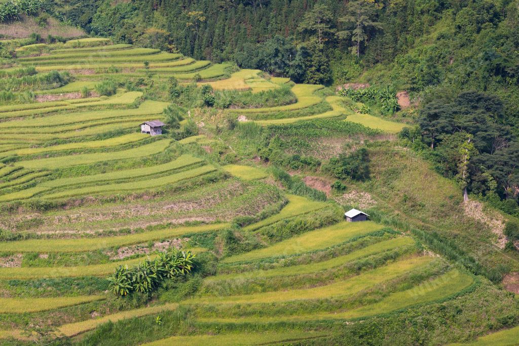 An aerial view of the rice terraces in Mu Cang Chai, Vietnam.