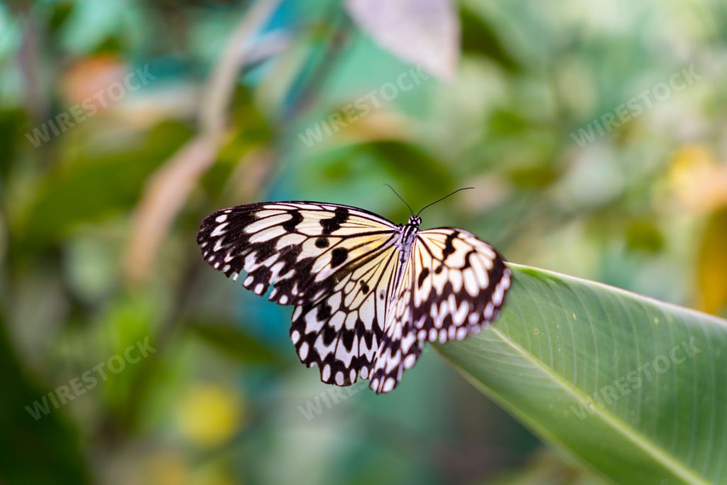 A macro of a beautiful butterfly on a plant at Butterfly Sanctuary, Lazi, Siquijor, Philippines