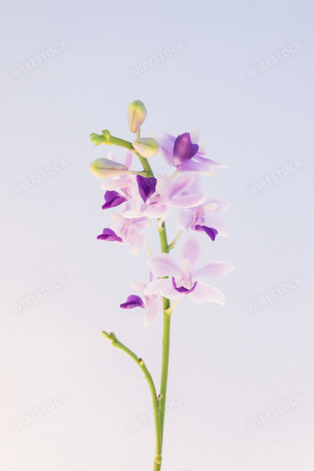 A vertical picture of Rose pogonia under the lights against a white background