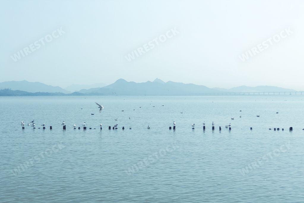 A beautiful sea view with seabirds and mountains on the background