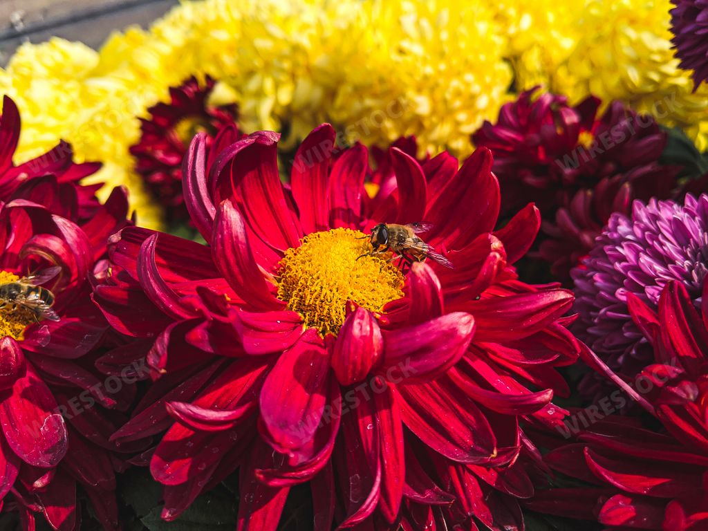 A closeup of bees on red chrysanthemum flowers under the sunlight