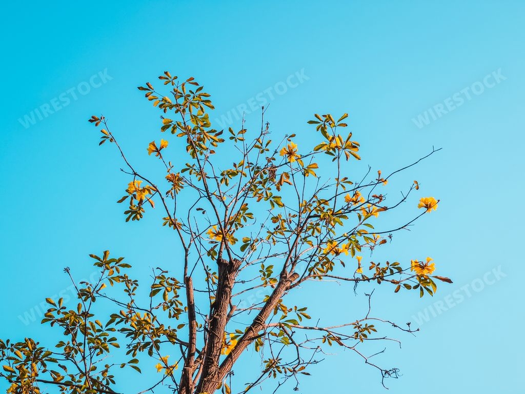 The branches of a blooming tree with yellow flowers against the blue sky