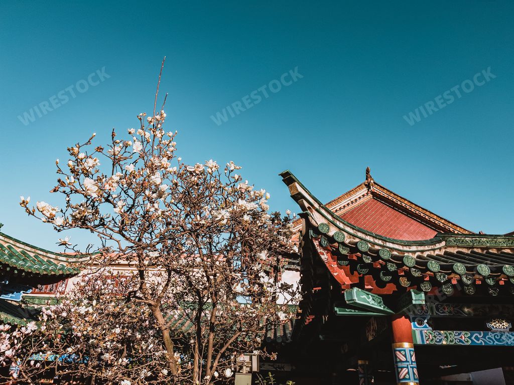 A beautiful view of cherry blossoms near a pagoda in China