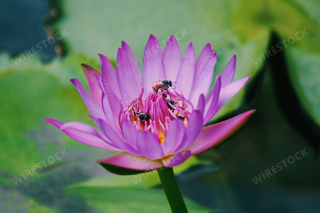 A closeup shot of flies on a beautiful pink water lily flower