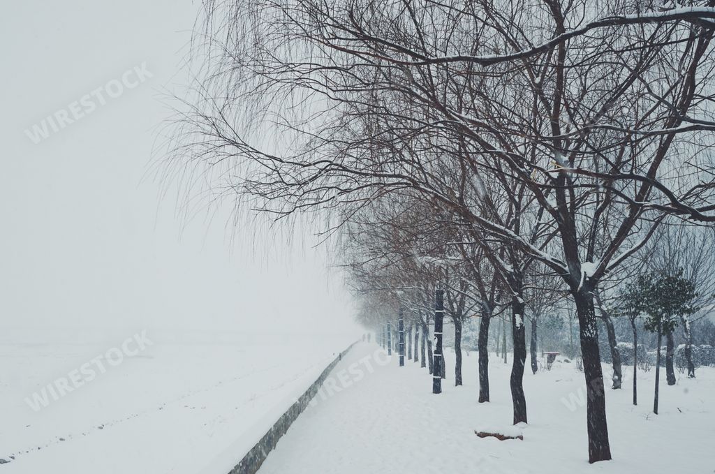 A beautiful scenery of a park with a lot of leafless trees covered with snow