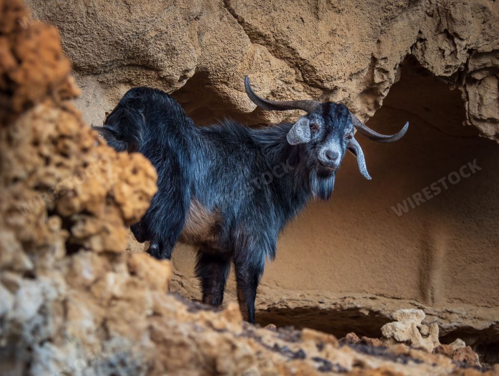 A view of the mountain goat on the rocky cliff