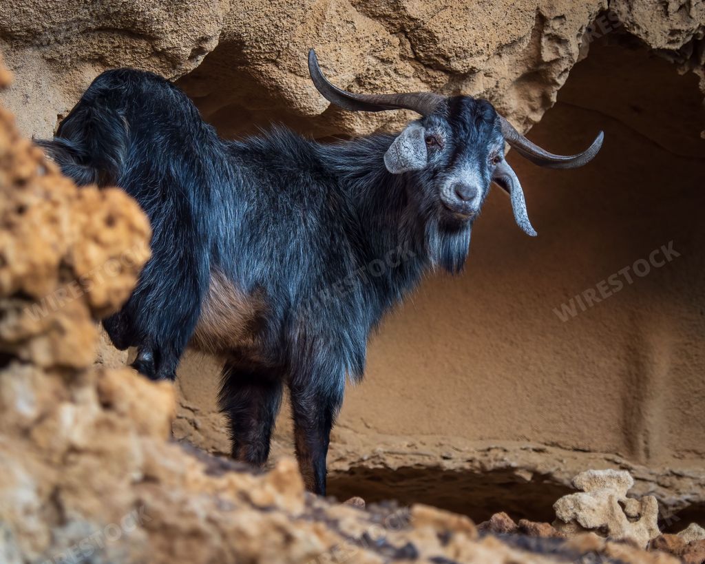 A view of the mountain goat on the rocky cliff