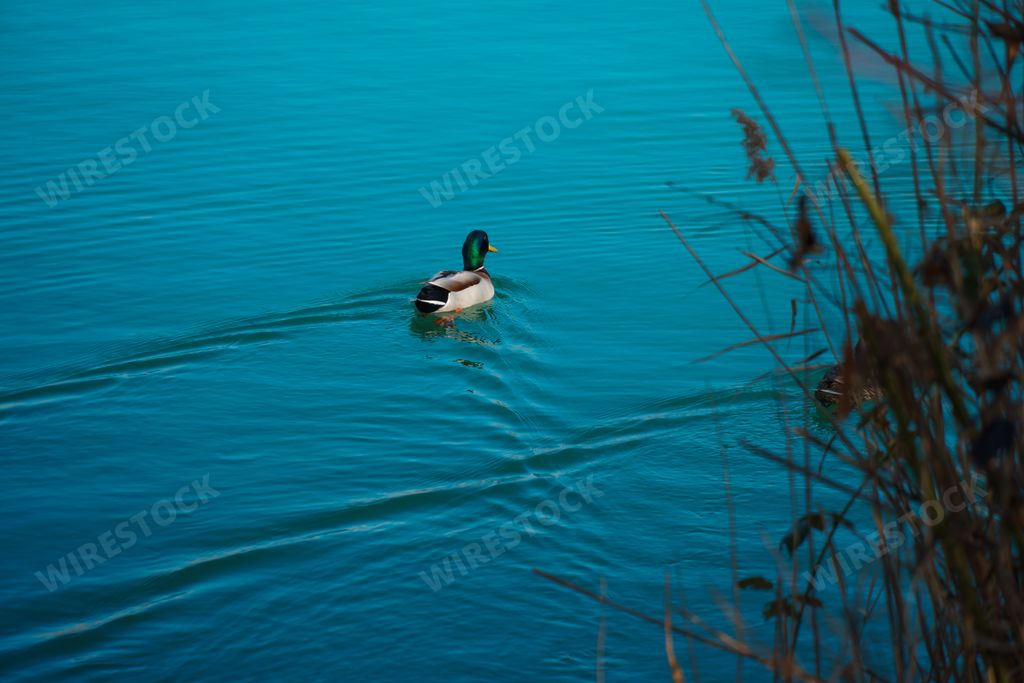 A male mallard duck swimming in a pond