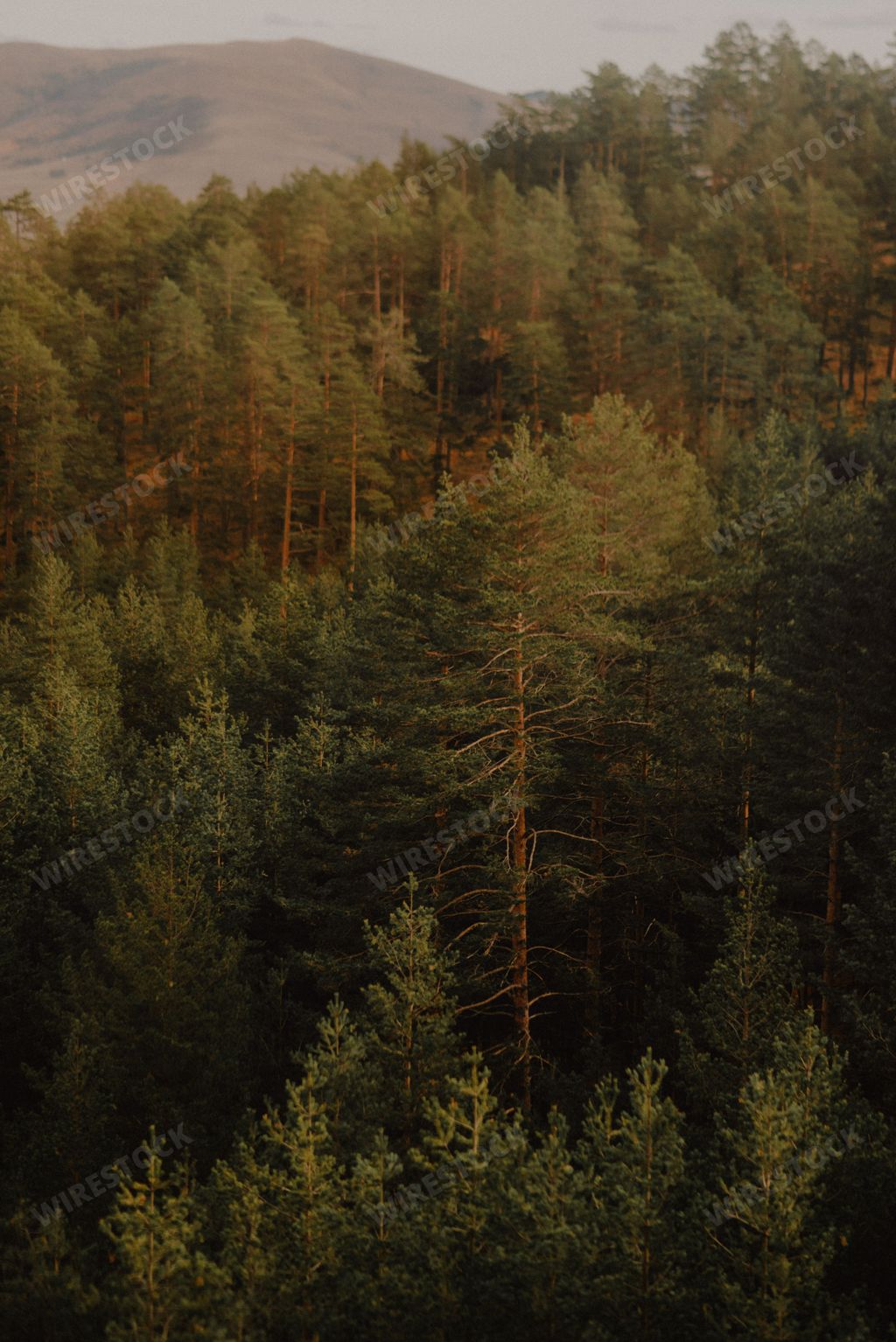 Texture background of the autumn forest in the mountains