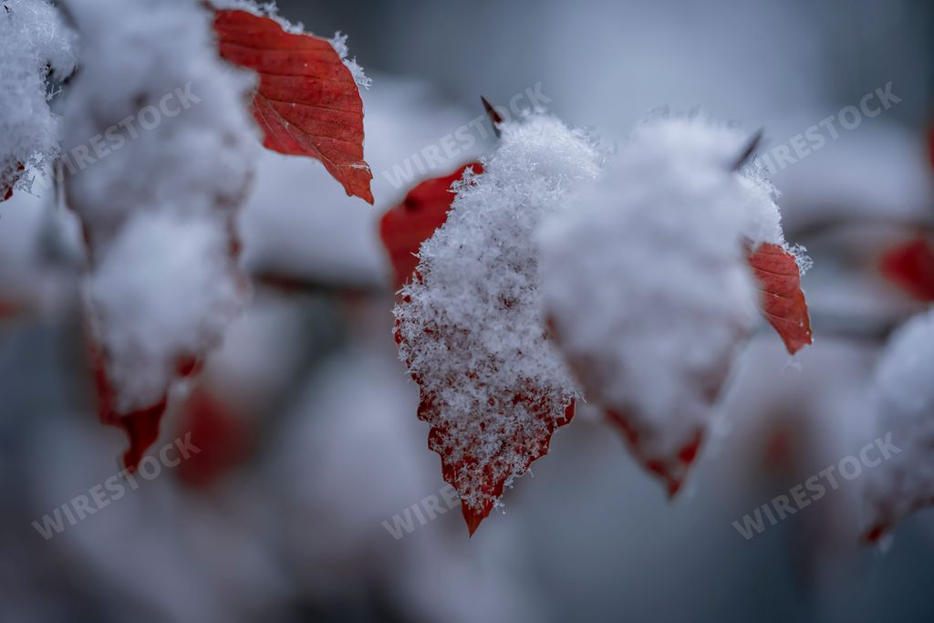 A closeup shot of a tree of leaves covered with snow