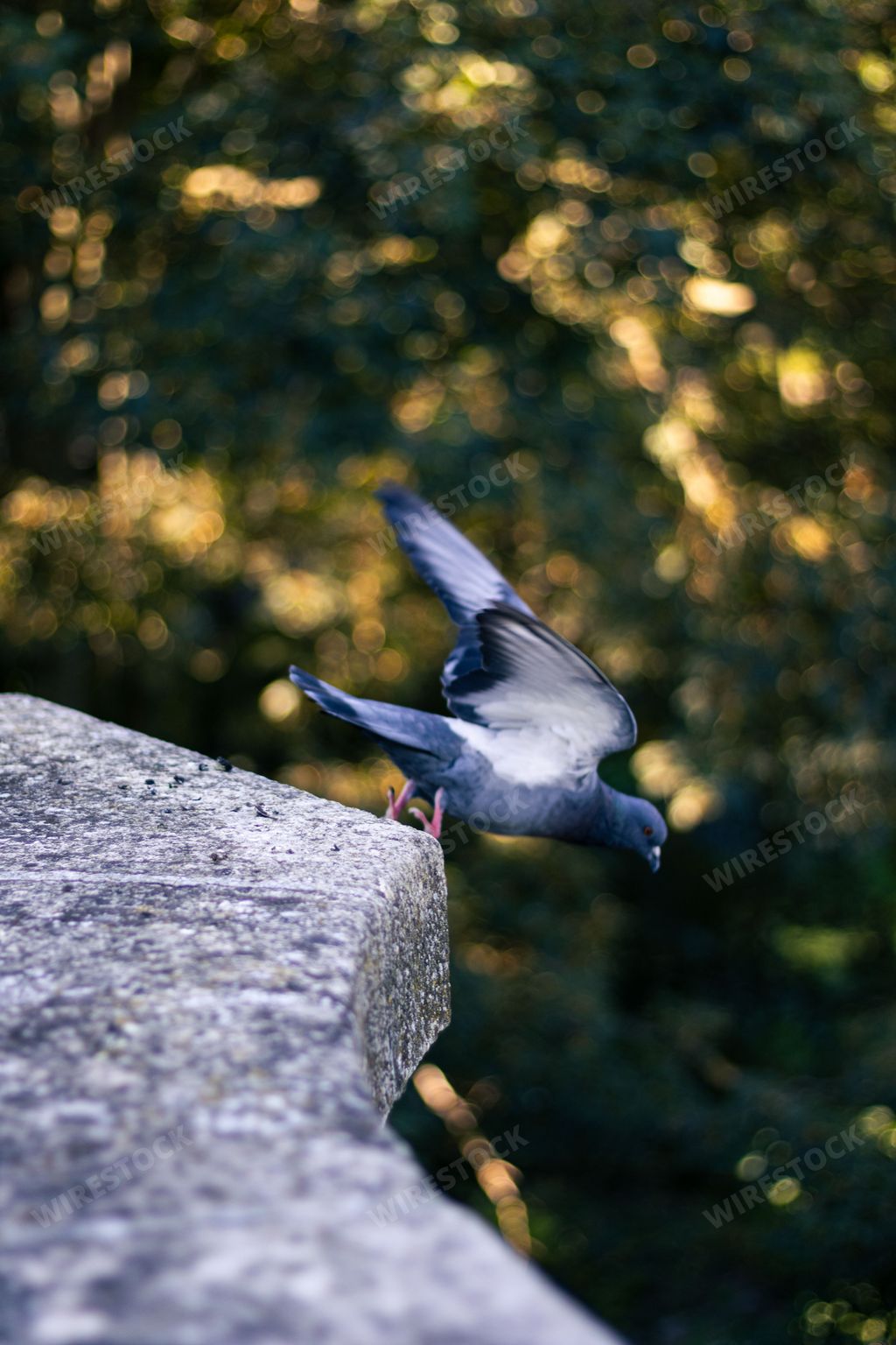 A vertical shot of a wild pigeon ready to fly from the fence on the background of green trees
