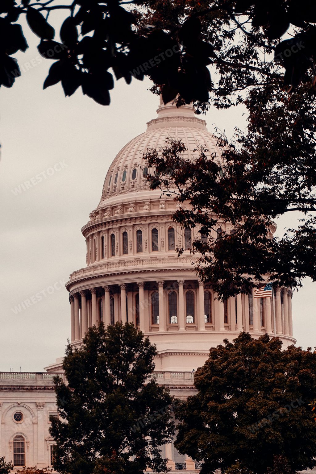 A vertical shot of Washington Capitol behind trees