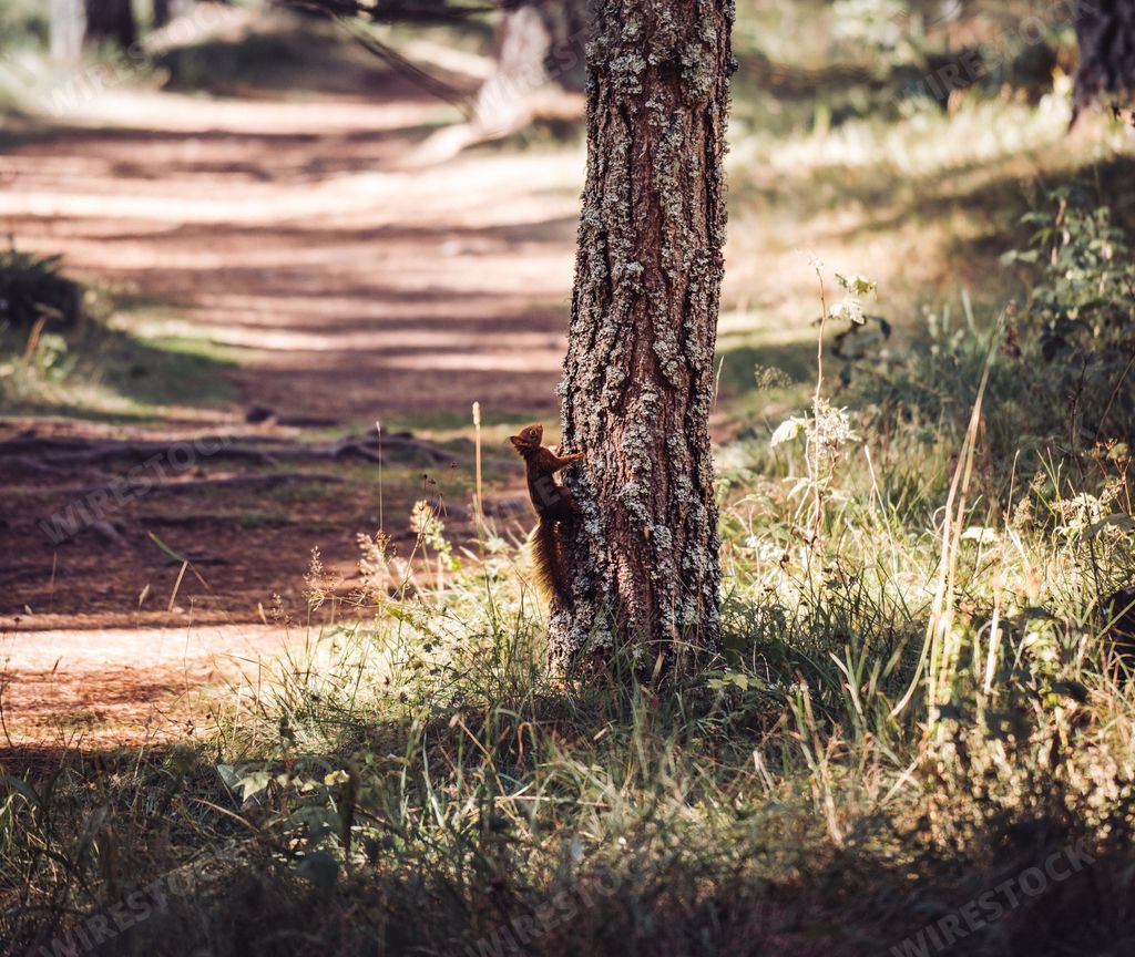 A beautiful little red squirrel climbing up a narrow tree surrounded by grass in a sunny forest