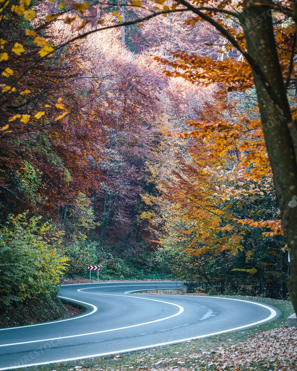 A vertical shot of a winding road amid a forest with colorful trees in Poiana Brasov, Romania