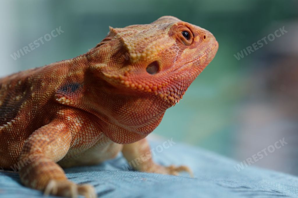 A cute pink bearded dragon on a smooth surface looking aside on an isolated background