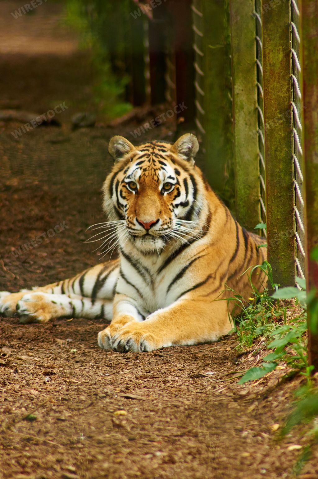 A vertical shot of a striped tiger sitting on the ground in a cage in a sanctuary