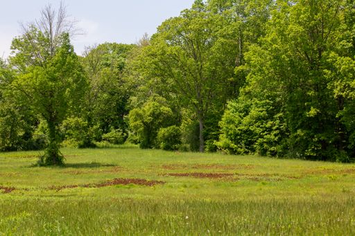 Charles Ferrara | Scenic summer landscape featuring an expansive grassy ...