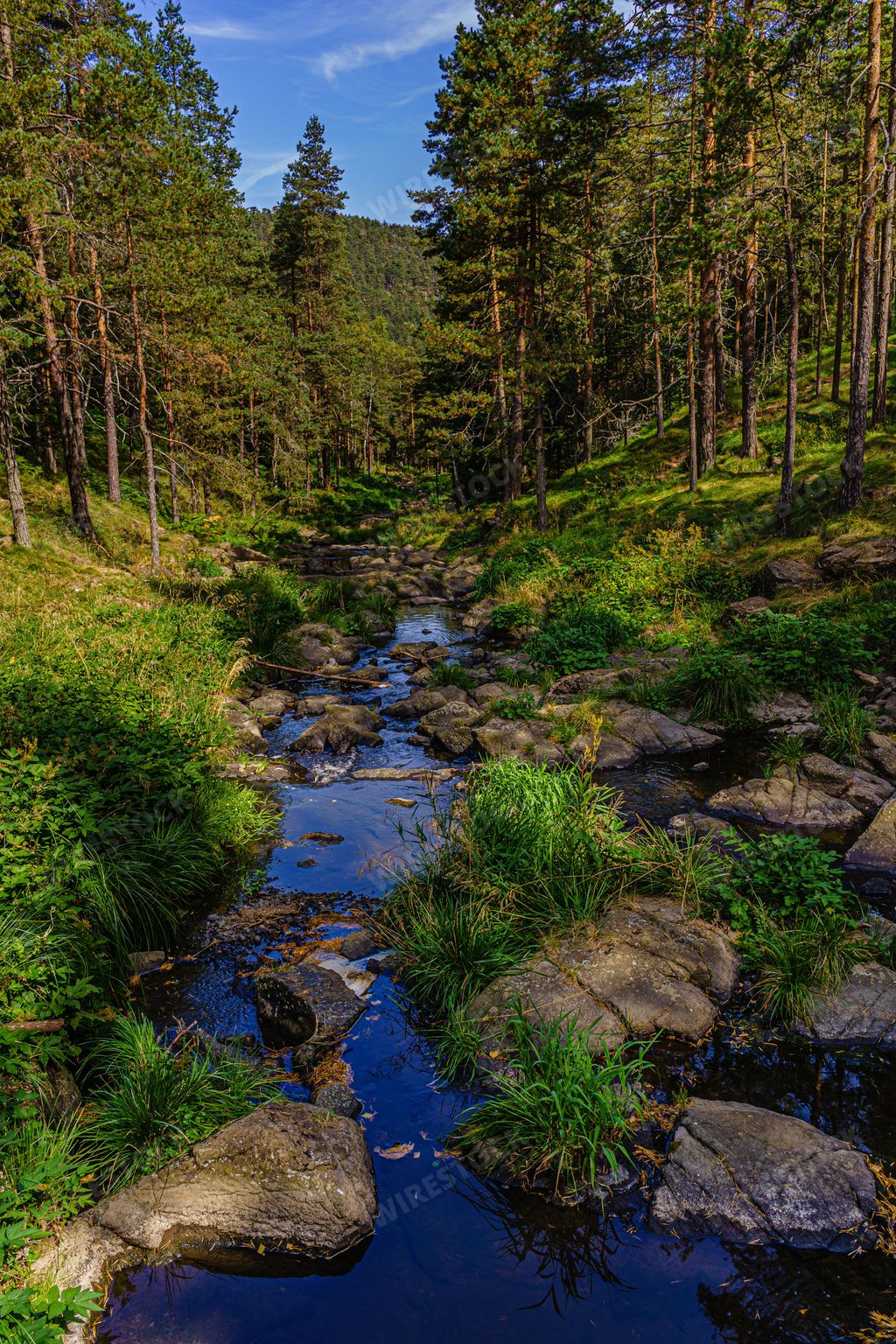 A vertical shot of a beautiful lake in the forest in Serbia