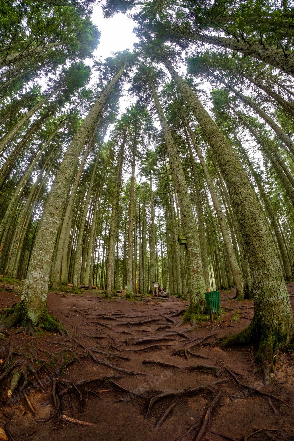 A vertical low angle of tall trees in the forest