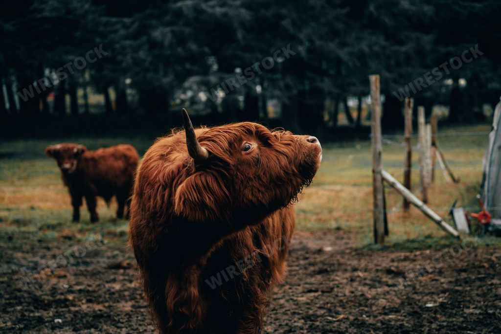 A close up of a Scottish highland cow in a paddock