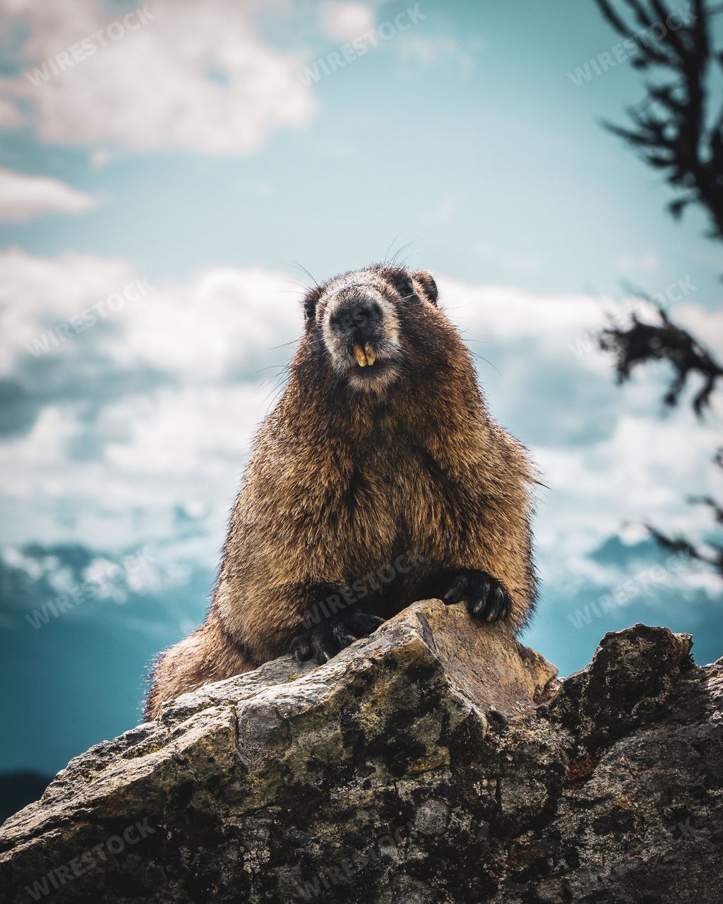 A selective focus shot of alpine marmot (Marmota marmota)