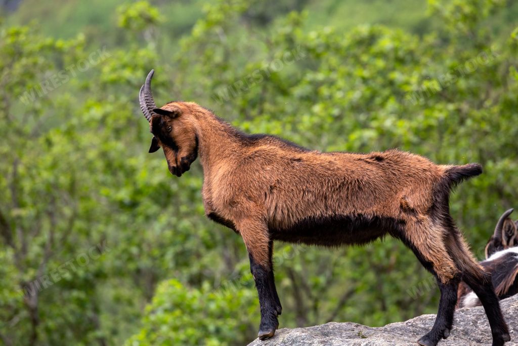 A beautiful shot of a mountain goat standing confidently on a rock surrounded by green trees