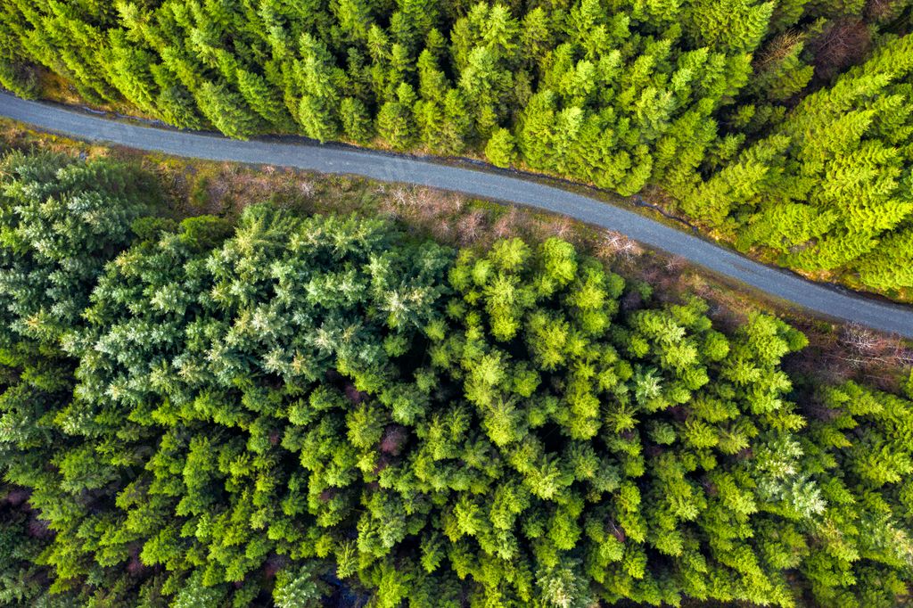 An aerial view of a highway in a beautiful forest