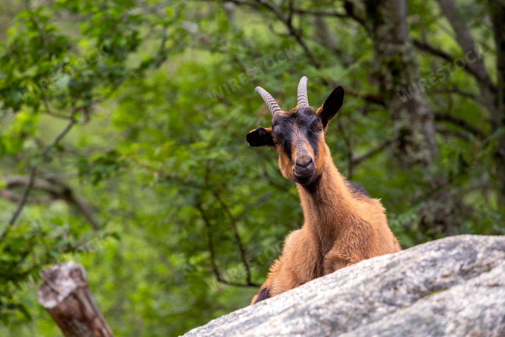 A view of a cute goat looking at the camera on a rock in a forest