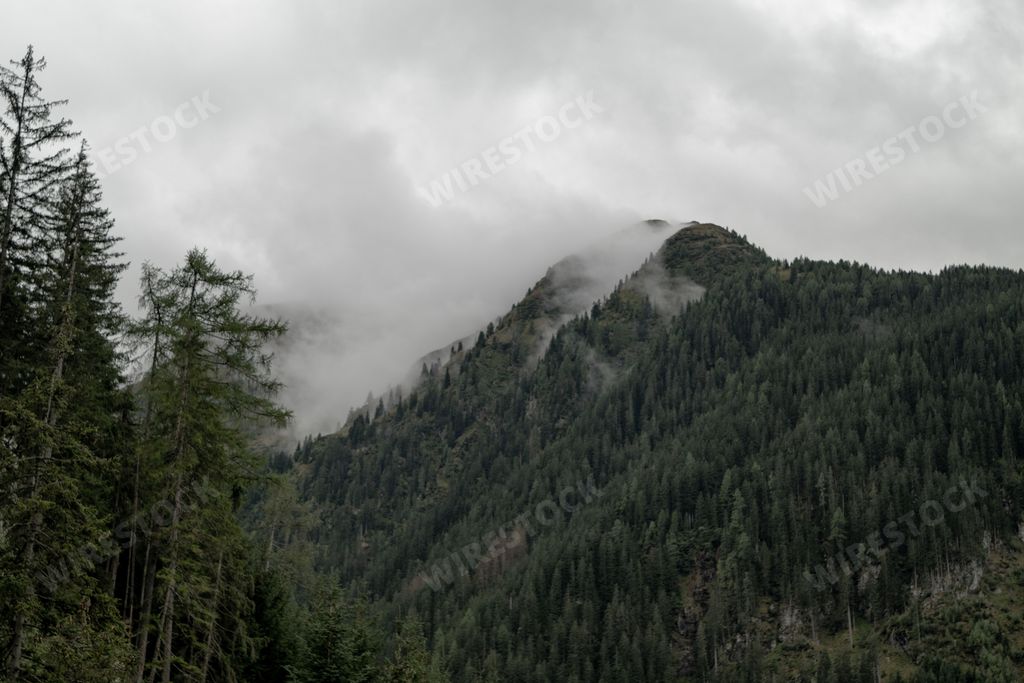A closeup shot of evergreen trees in front of a forest on a mountainside