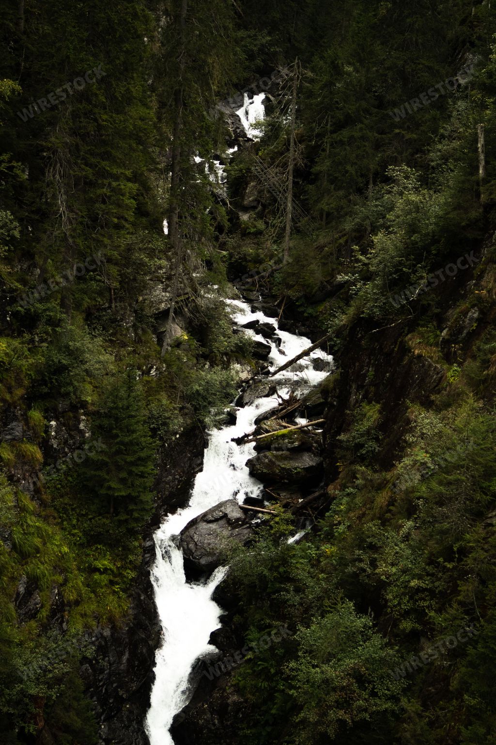 A vertical shot of a waterfall surrounded by evergreen trees of a dense forest