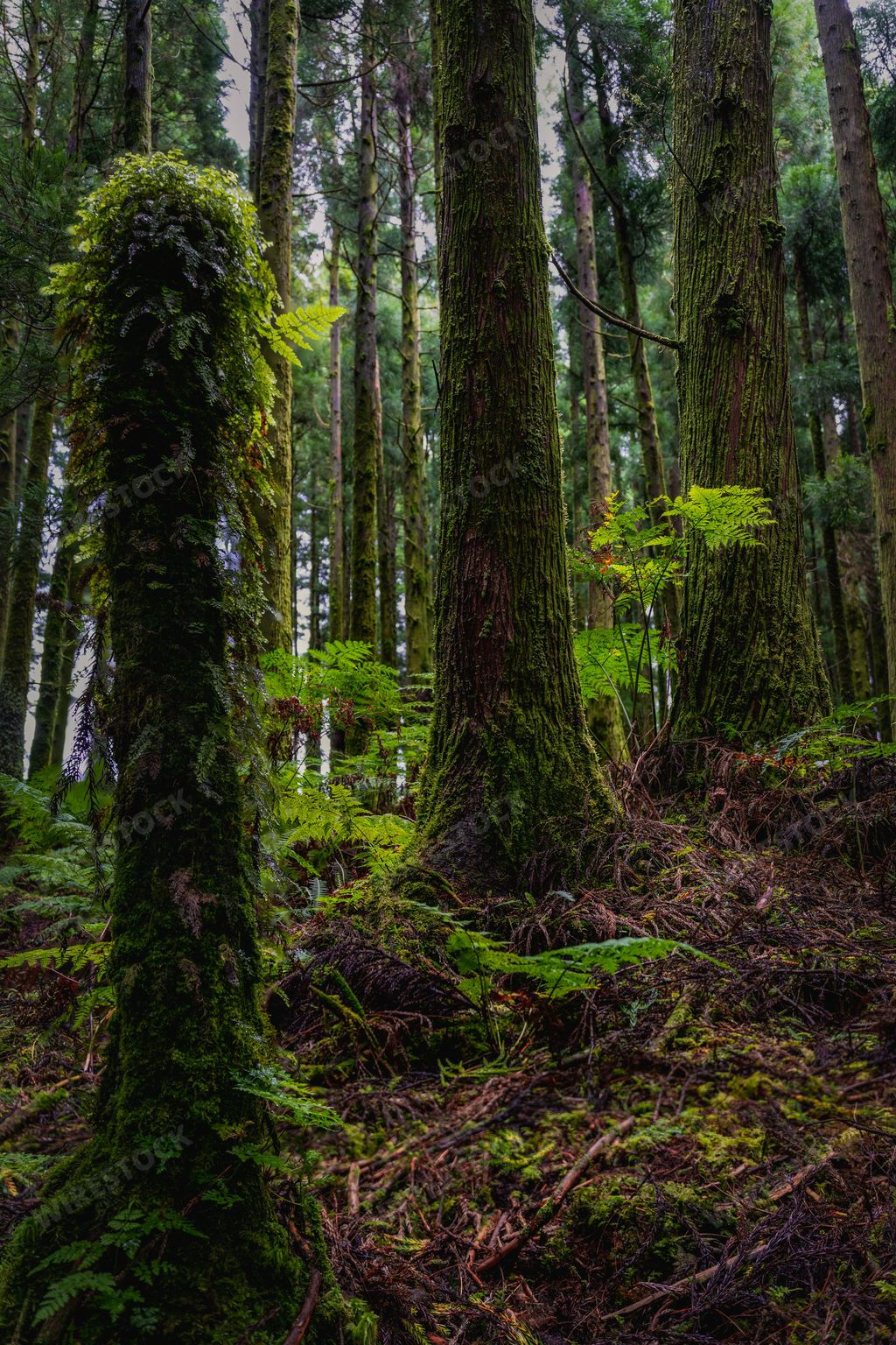 A scenic view of a lush forest with green vegetation. Sao Miguel, Azores, Portugal