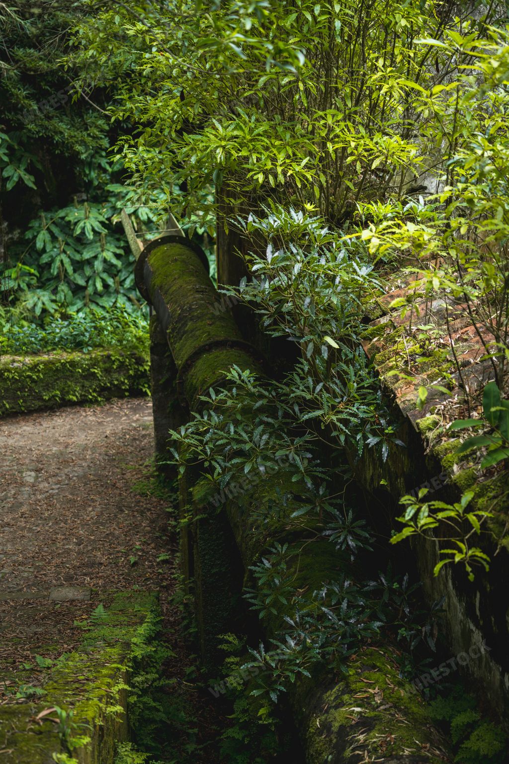 An old overgrown factory pipe in a lush green forest. Sao Miguel, Azores, Portugal
