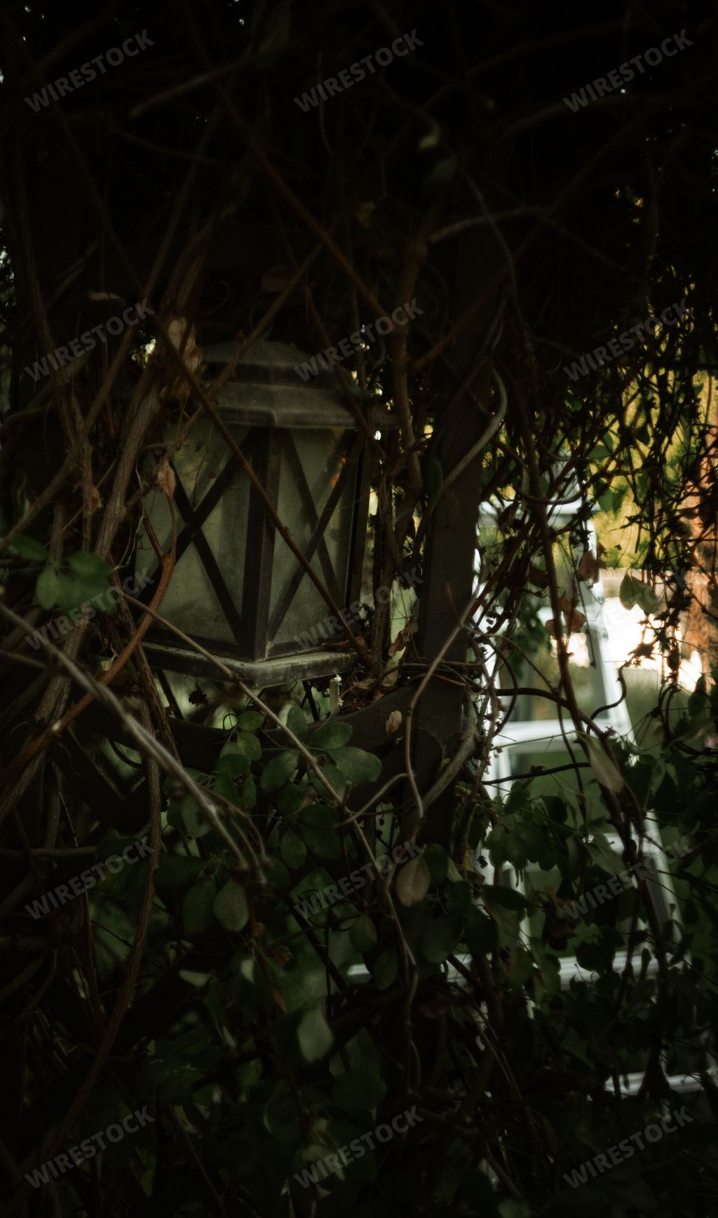 A vertical of the vintage lantern hanging turned off in green ivy leaves and branches
