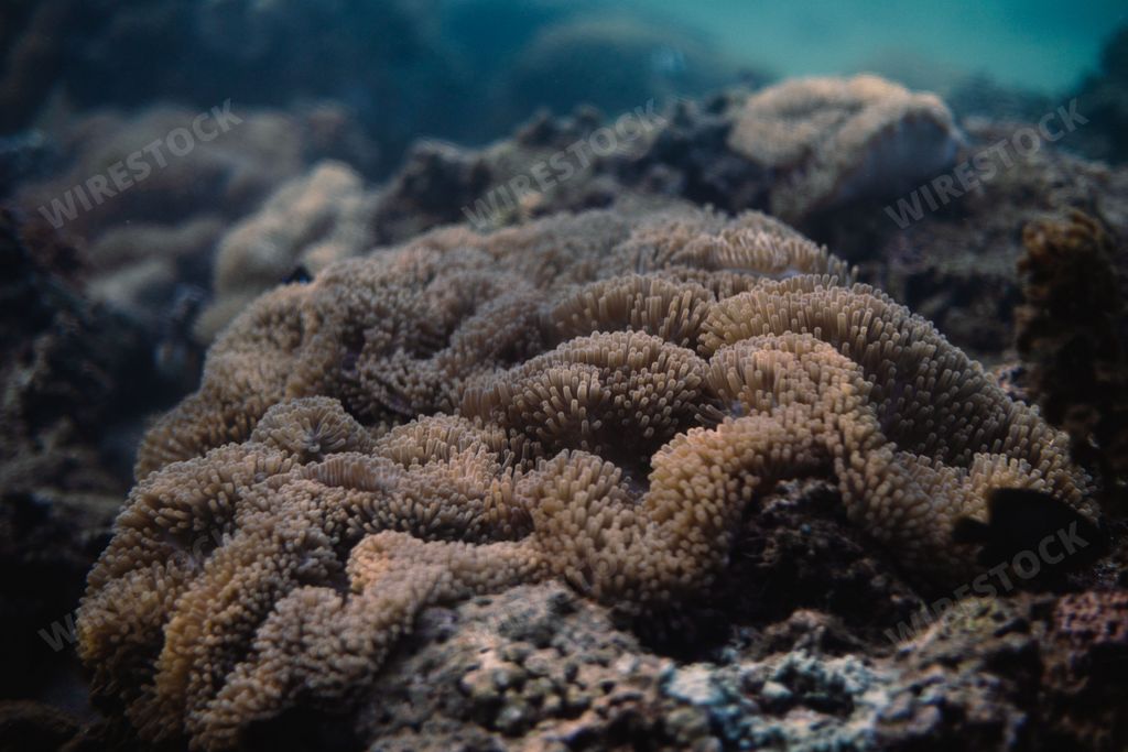 A closeup shot of a giant carpet anemone species of sea anemone in the clear water