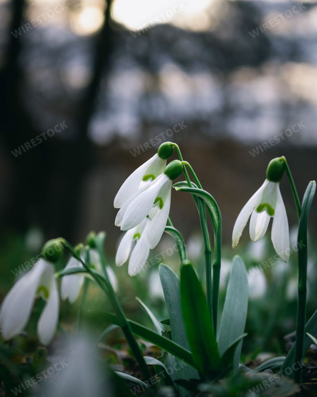 A closeup of white snowdrop flowers.