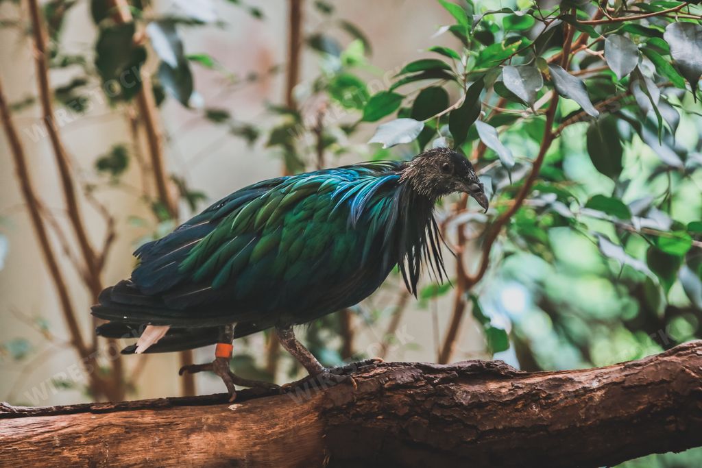 A Nicobar pigeon (Caloenas nicobarica) on a branch