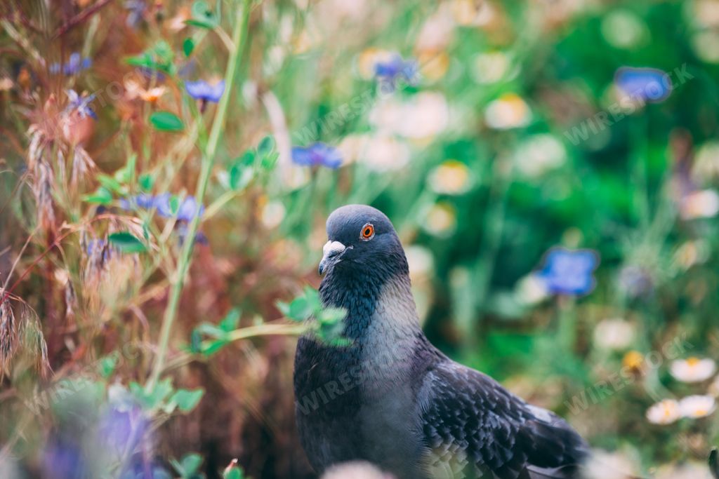 a selective shot of a feral pigeon bird amid blue weed flowers