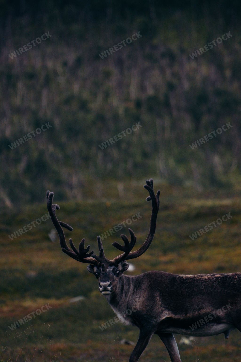 A vertical of a beautiful Mountain reindeer in a forest